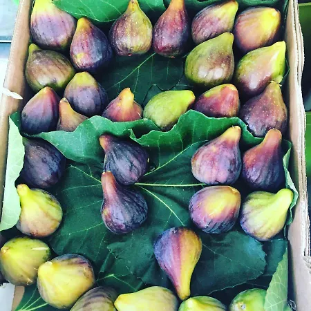 לינה וארוחת בוקר Getwet Surfcamp אלמאדה